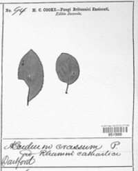 Puccinia coronata image
